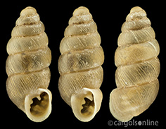 IMG_detallada/Granopupa granum.jpg